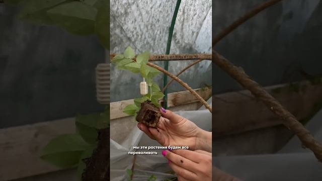 Черенкование голубики 🫐 (часть 2) смотреть онлайн