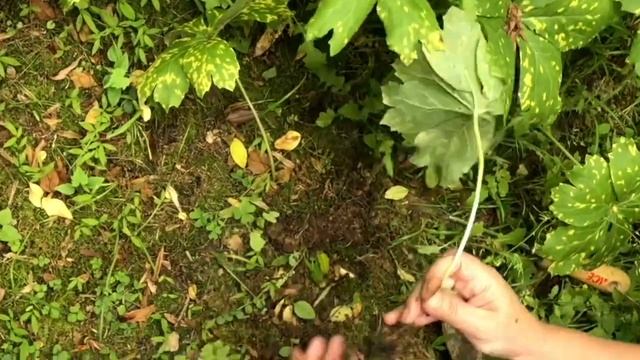 Mayapple Transplant - Discover your Garden with Alison Pearce смотреть онлайн