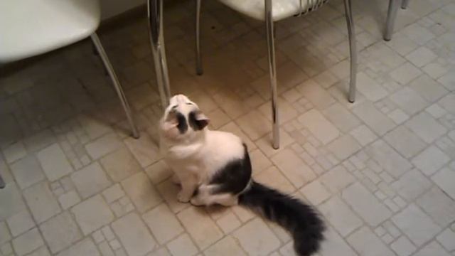 Кот Зефир и очки смотреть онлайн