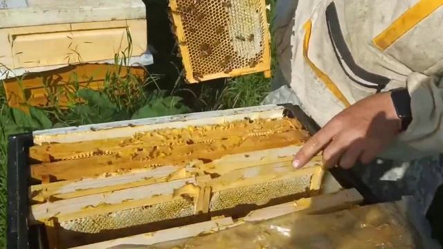 Медосбор в аномальный год Бакфаст смотреть онлайн