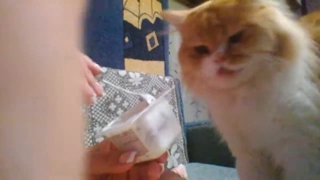 Мой кот. Ест. Йогурт смотреть онлайн