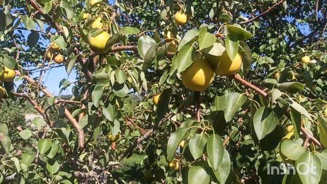 . Терн вишневый. Сад Тоторова.