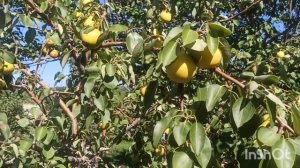 . Терн вишневый. Сад Тоторова.