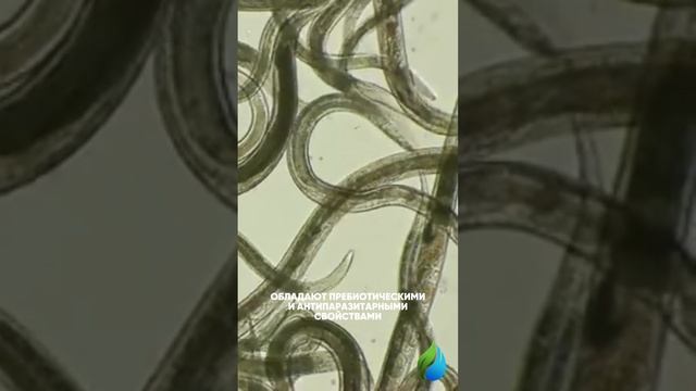 Лисички и Эхинацея смотреть онлайн