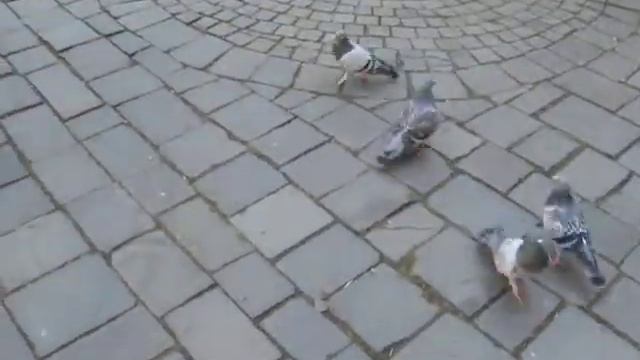 ручные птицы голуби смотреть онлайн