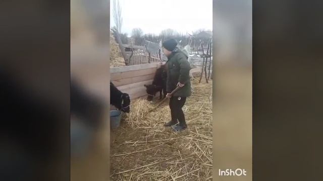 М. Мақатаев "Ақпан " 194 орта мектебі смотреть онлайн
