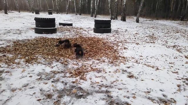 Сумасшедший пёс! смотреть онлайн