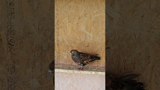 4 месяца спустя домой смотреть онлайн