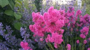 Необычные многолетники для сада.