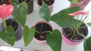 Куда ставить Антуриум? Как развиваются посаженные черенки.