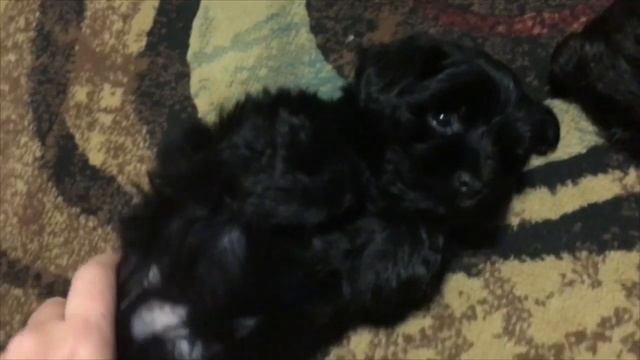 junior смотреть онлайн