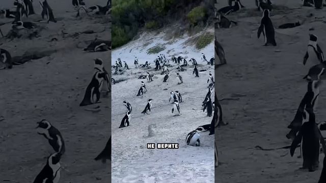 Пляж в Южной Африке, куда людей не пускают. #африка #юар #пингвины #путешествия смотреть онлайн