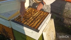 8 часть. Забираем мёд у золотой пчелы Бакфаст