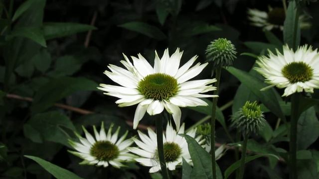 Echinacea Virgin смотреть онлайн