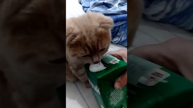 Любитель томатного сока - кот Мусик! смотреть онлайн