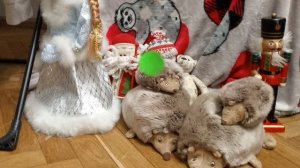 Мегопраждаюшие орфомление (Зима 2025)