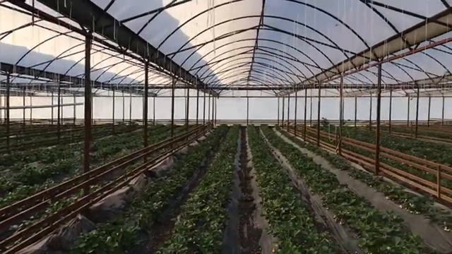 Поспевает 1 сбор смотреть онлайн