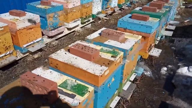 Весенний облёт в Сибири. Как же мы ждём его с нашими пчёлками смотреть онлайн