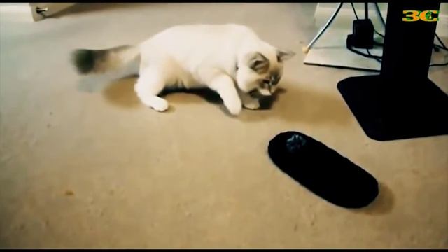 Только кошки#2 смотреть онлайн
