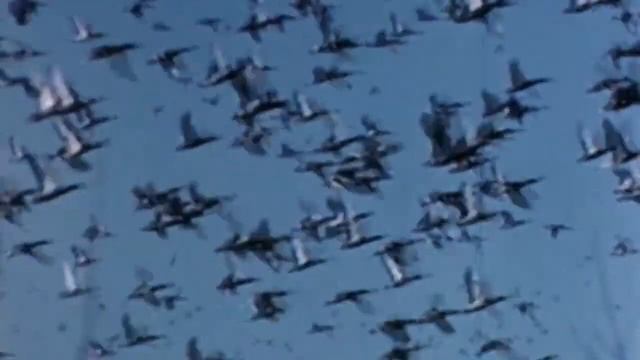 Waterfowling Heritage Center: Duk-a-Nikel Program смотреть онлайн