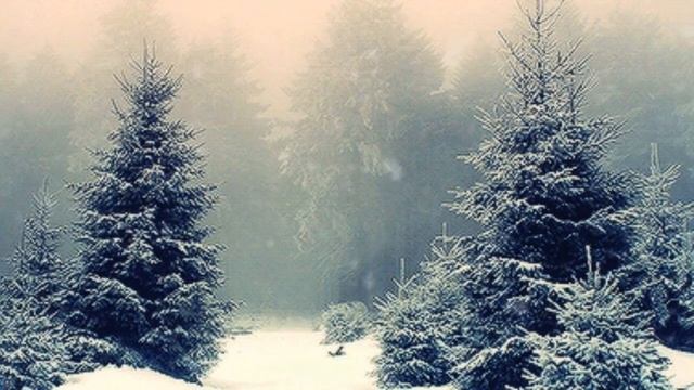 Ели в лесу. Новогодний футаж. Зимний футаж. Красивый футаж для видео. смотреть онлайн