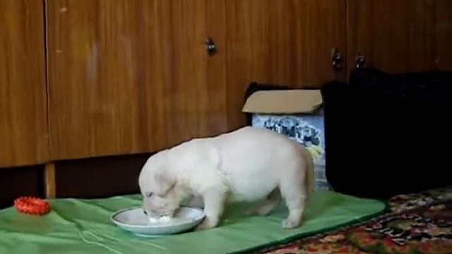 первая в жизни Миска молока.... смотреть онлайн
