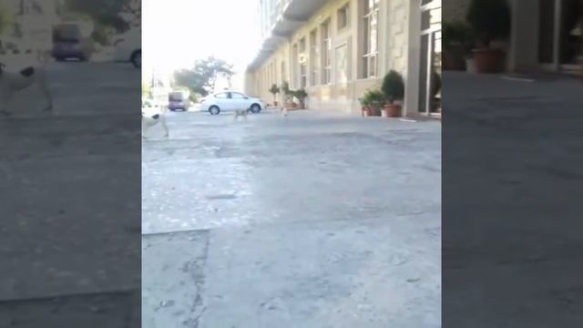 Безобидные , добрейшие уличные собаки... смотреть онлайн