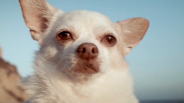 Organic Doggie Treats - Wednesday смотреть онлайн