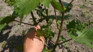 Виноград. 2й год . Сколько чего на нём оставить