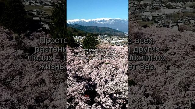 Мудрость жизни, мудрые цитаты, мудрые слова, правила счастливой жизни смотреть онлайн