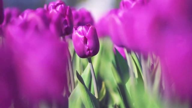 Истории из жизни Рассказ девушки Маши об отношениях с семьей бывшего мужа смотреть онлайн