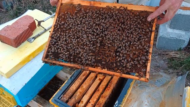 Спасение слабых отводков Бакфаст. 3 часть смотреть онлайн