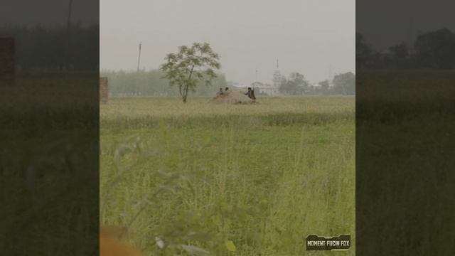 Every Pencho In UDTA PUNJAB | Udta Punjab gaali scene | Shahid Kapoor | Alia Bhatt | Diljit Dosanjh смотреть онлайн