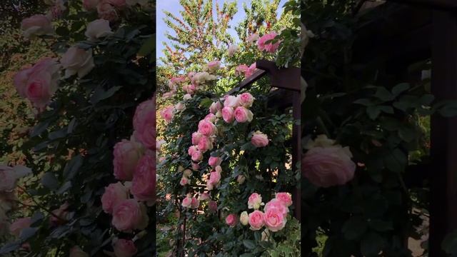 Роза «Пьер де Ронсар» ( Pierre de Ronsard) #garden #сад #розы #цветы смотреть онлайн