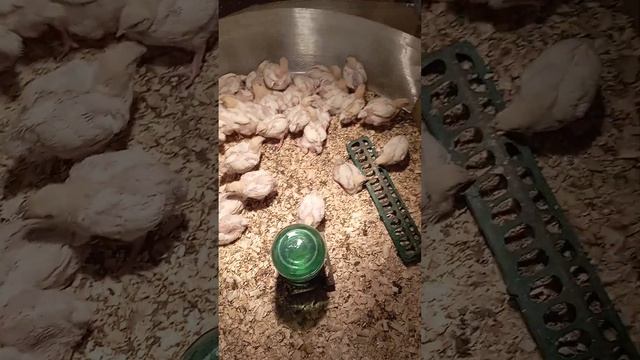 выращивание бройлеров в теплице. 1 октября. на улице холодает...... смотреть онлайн