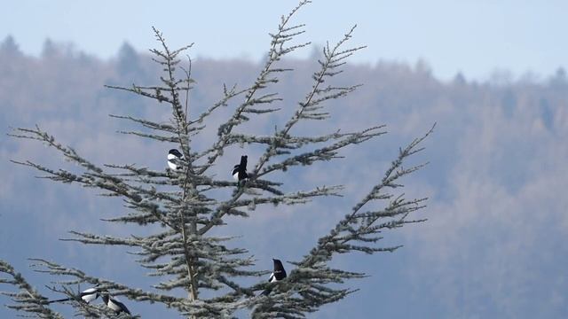 ВОСКРЕШЕНИЕ в судный день _ Жизнь после смерти _ лекция 8 _ шейх Билял Асад(720P_HD) смотреть онлайн