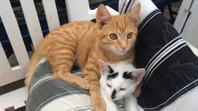 Самые милейшие кошки в мире подборка 13 показ слайдов 2015! смотреть онлайн