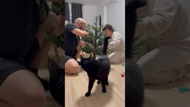 Я и сын наряжаем  новогоднюю елку, наш кот Бэтмен рядом