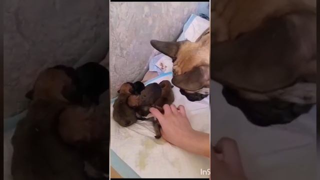 #французскийбульдог #frenchbulldog #puppy #dog #frenchie #pet #animals #bulldog #собака смотреть онлайн
