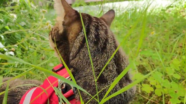 Мартын гуляет) смотреть онлайн