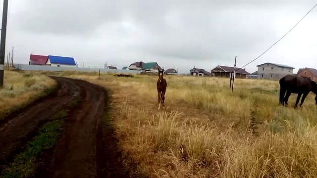 Нижнесакмарский и лошади