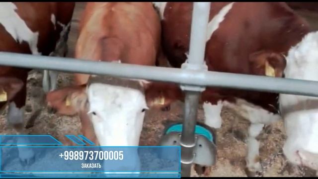 Готов к Продажу. Австрийские симменталы смотреть онлайн