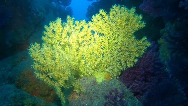 Gerardia Savaglia - Santa Teresa Gallura смотреть онлайн