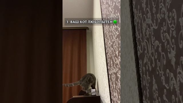 Живи как кот!