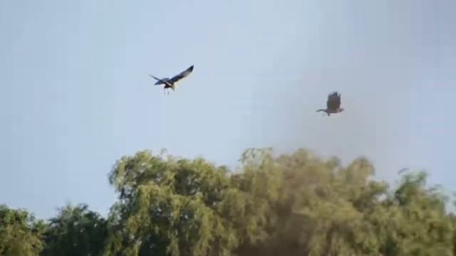 marsh harrier food pass смотреть онлайн