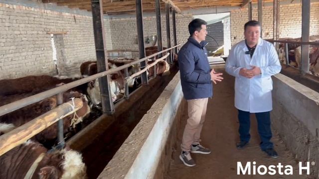 Chorva ishqibozlari uchun malakali veterinarimizdan ajoyib tavsiyalar #molboqishsirlari #mol #bokis смотреть онлайн
