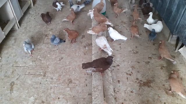 Голуби смотреть онлайн