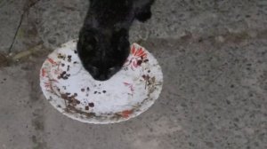 Удалось без проблем дать Милпразон от глистов уличным кошкам со сквера. 08.04.2024