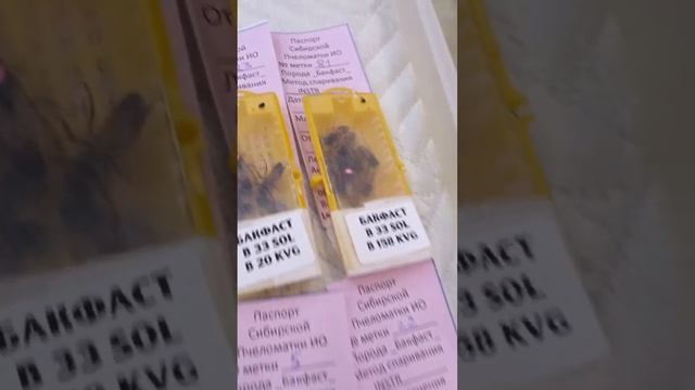 Отправка маток Бакфаст по России #shorts #бакфаст #пчеловодство #пасека #пчёлы смотреть онлайн