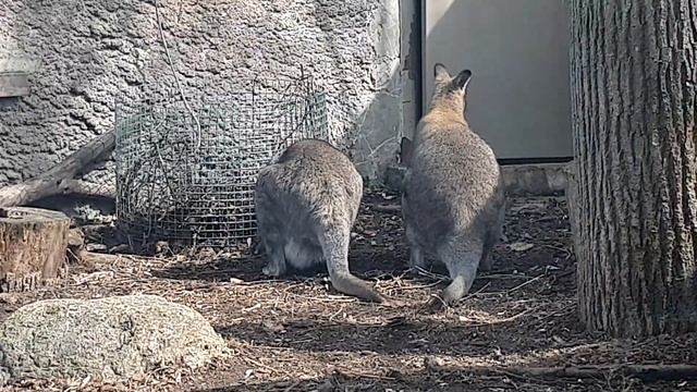 КЕНГУРУ с ДЕТЕНЫШЕМ